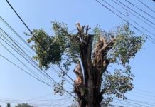 पोखरामा सार्वजनिक स्थानका रुख काटिएको प्रति महानगरको ध्यानाकर्षण,रुख कटानमा संलग्नलाई कारवाही गरिने