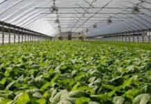 कृषि उपजको न्यूनतम समर्थन मूल्य तोक्ने, एक पालिका एक चिस्यान केन्द्र स्थापना गरिने